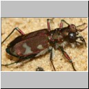 Cicindela hybrida - Duenen-Sandlaufkaefer 19c OS-Engter Sandwand.jpg
